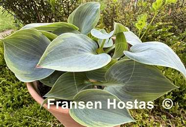 Hosta Shadow Seeker